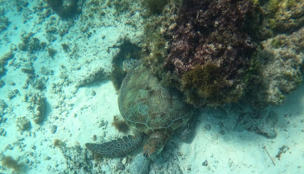 Encountering a sea turtle underwater