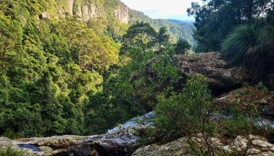Beautiful, dense, ancient rainforest views