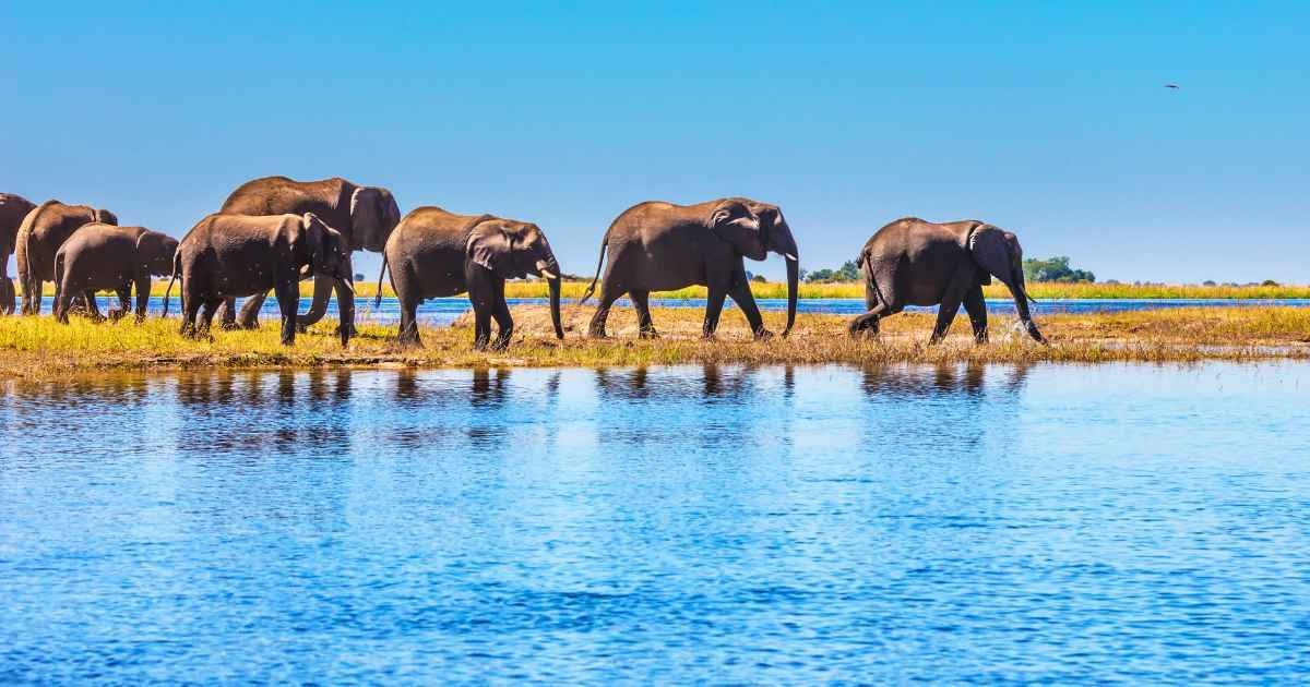 Blog_Chobe National Park (1)