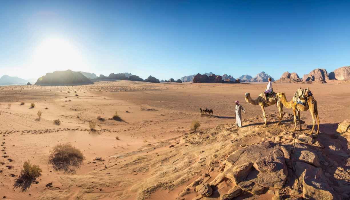 Camels at Wadi Rum
