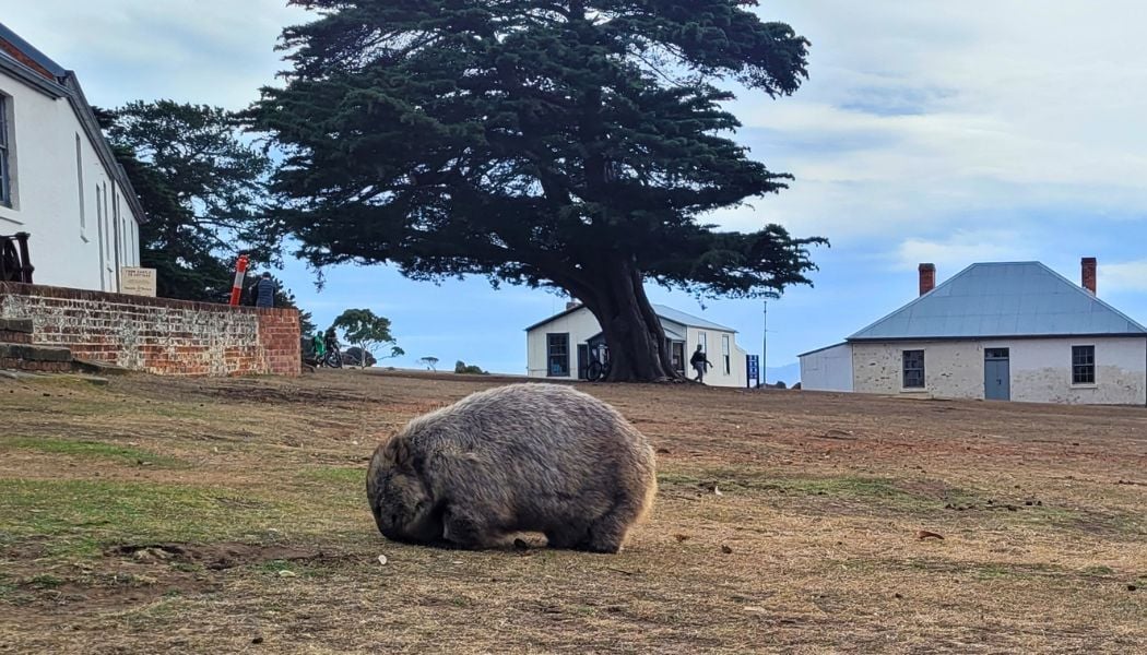 Cheeky wombat on Maria Isand