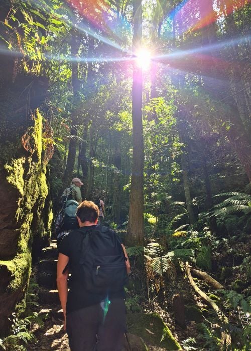 Sunlight breaking through the trees