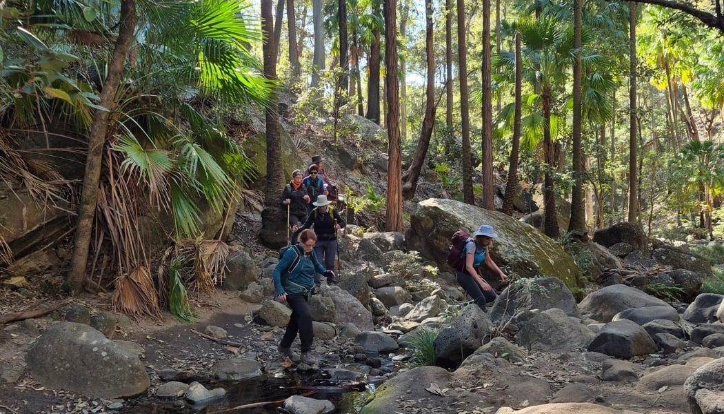 Forest trails-1