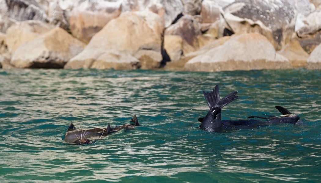 Fur seals in Abel Tasman