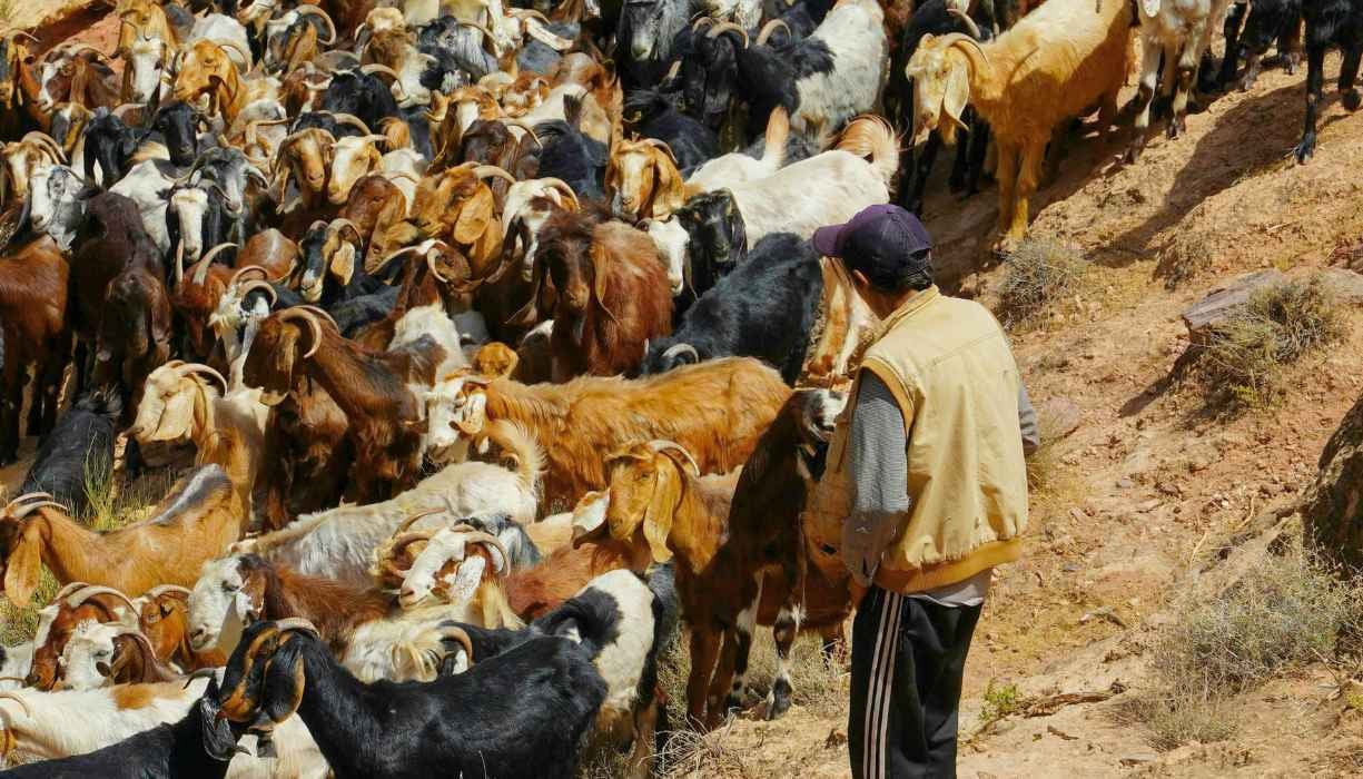 Goats in Dana Biosphere Reserve, Jordan