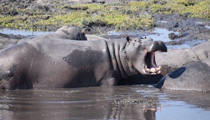 Hippos in their natural habitat-1