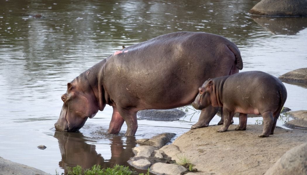 Hippos in their natural habitat