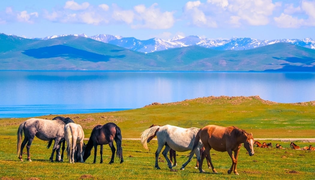 Horses grazing near Son-Kul Lake