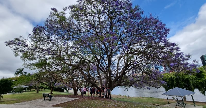 Jacaranda Social Walk: New Farm to Brett’s Wharf  - QLD