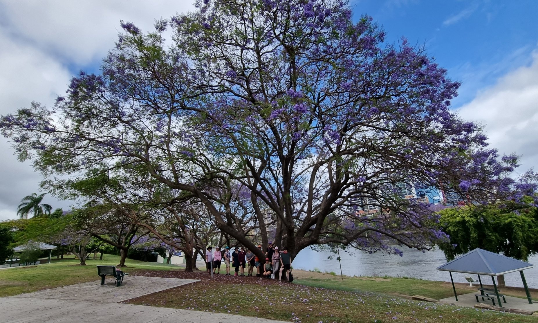 Jacaranda Social Walk - Hero