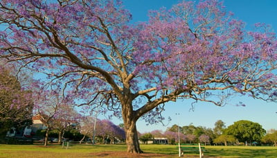 Jacaranda Tree at New Farm