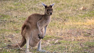 Kangaroo in the wild
