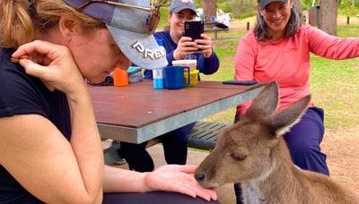 Kangaroo spotted at a national park