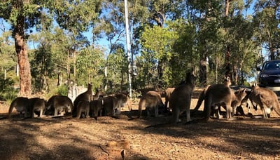 Kangaroos eating near the Eagle View Trail