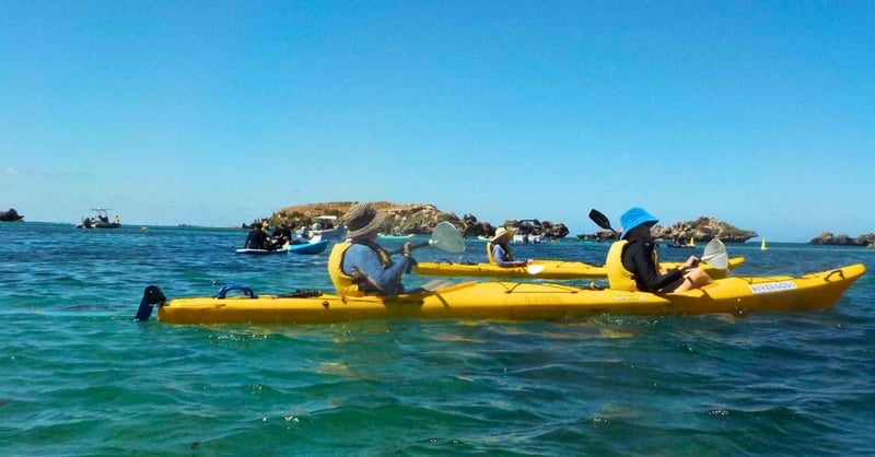 Kayak Penguin and Seal Island- WA