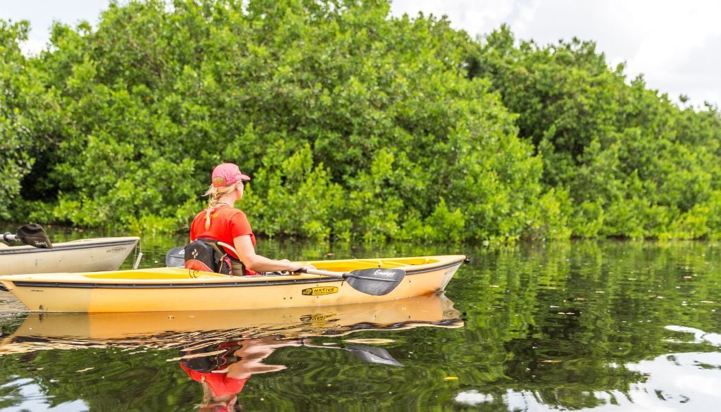 Kayak through mangroves