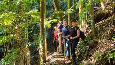 Lush rainforest