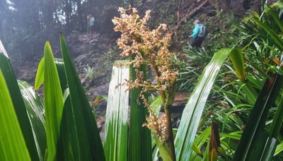 Magical flora along the trails