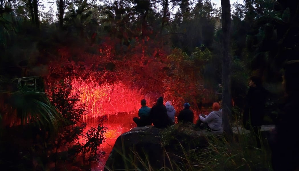 Magical night safari