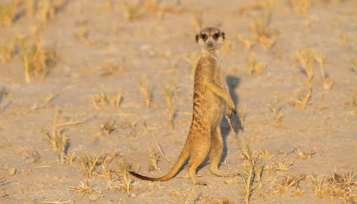 Meercat spotted!-1