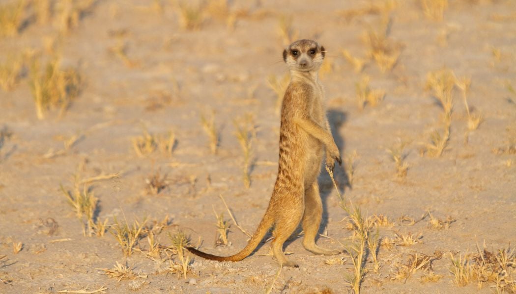 Meercat spotted!