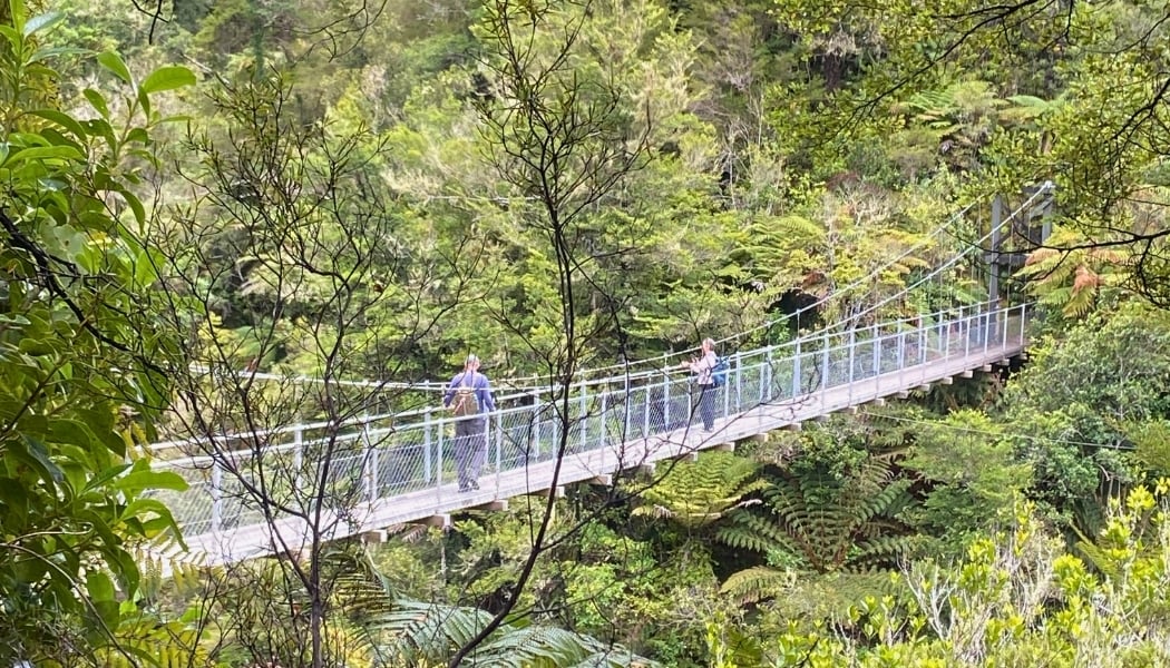 Overlooking a dense native forest in New Zealand