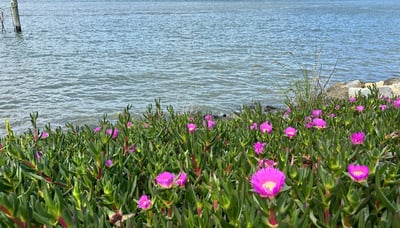 River view from New Farm Park