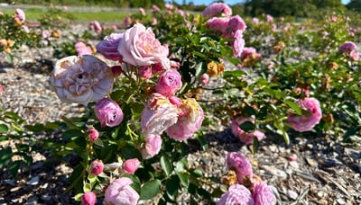 Roses blooming at New Farm