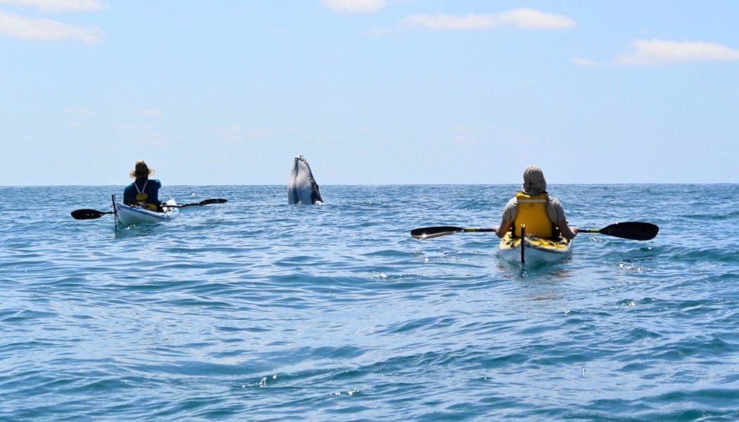 Spotting ocean wildlife