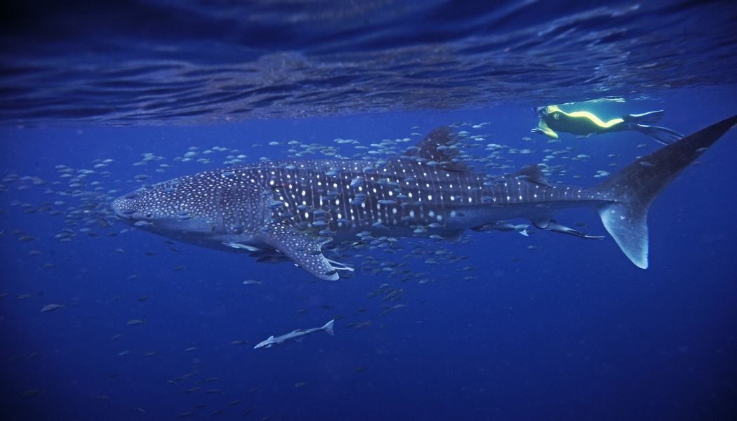Swimming with whale sharks (2)