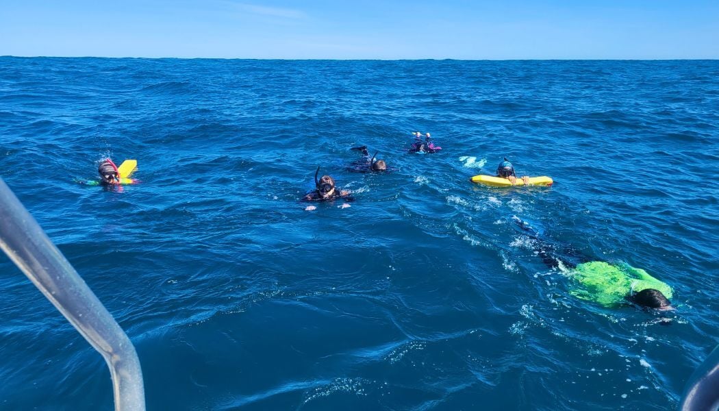 Swimming with whale sharks