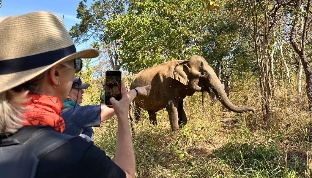 Visit an elephant conservation in Mondulkiri