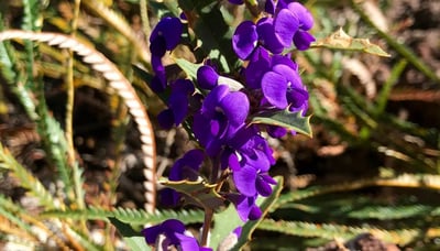 Vivid purple flowers