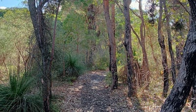 Walk among Jarrah and Marri trees