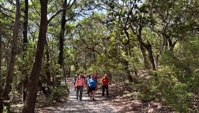 Wander through peaceful eucalyptus forest