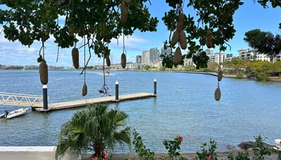 Waterfront view of the sausage tree