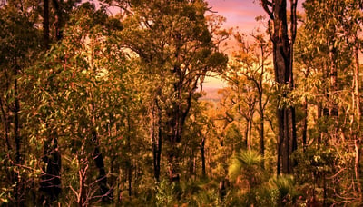 Whiteman Park at dusk