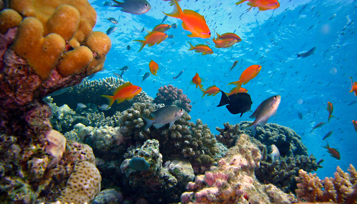 Whitsundays Snorkelling reefs