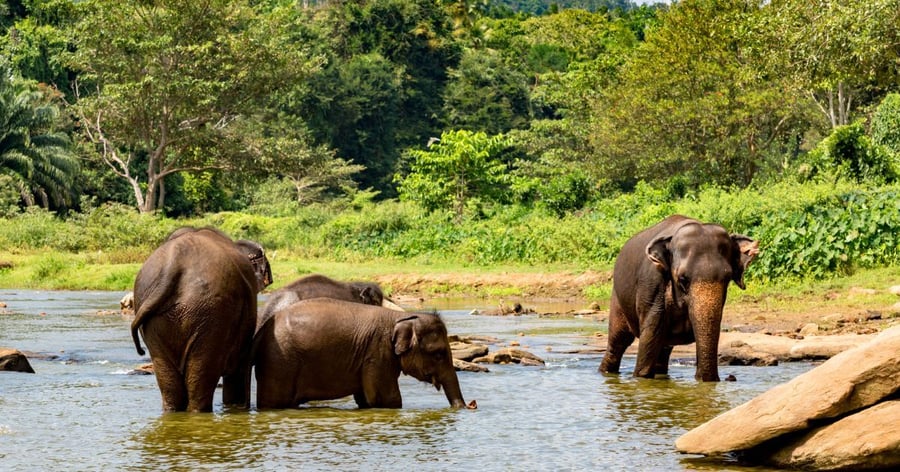 Wild elephants in Sri Lanka