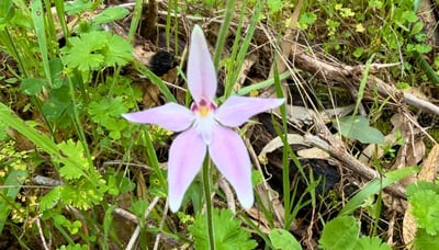 Wildflower at Yanchep National Park