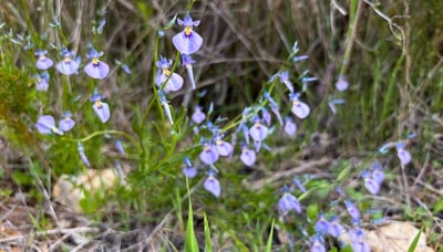 Wildflowers at Yanchep National Park