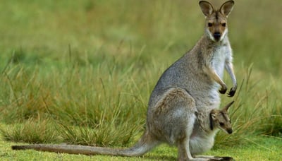 Wildlife spotted!