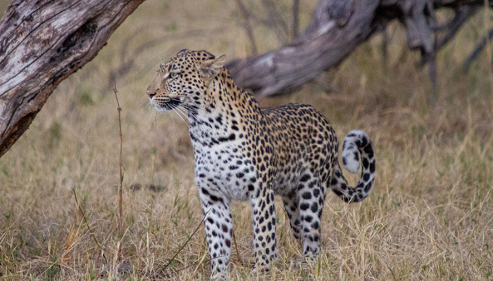 Wildlife spotting at Moremi National Park-1