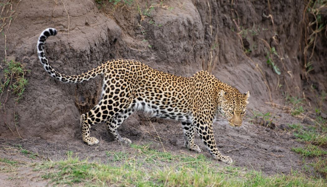 Wildlife spotting at Moremi National Park
