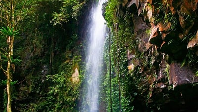 World Heritage Gondwana Rainforest