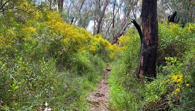 Yanchep National Park trail