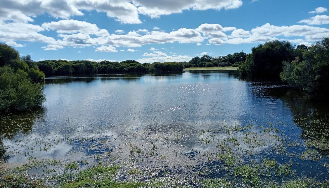 Explore serene wetlands at Whiteman Park