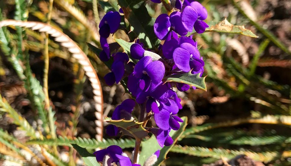 Vivid purple flowers