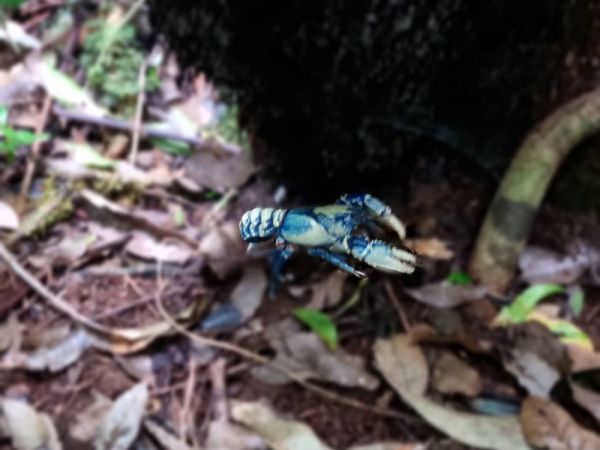 Lamington Blue Crayfish