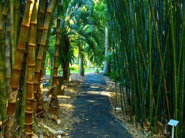 Bamboo gardens